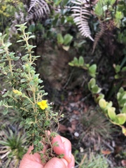 Chaetolepis microphylla