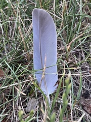 Zenaida macroura carolinensis