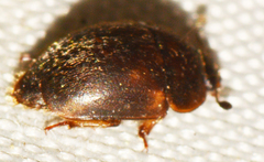 Amphicrossus ciliatus