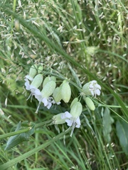 Silene vulgaris
