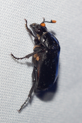Nicrophorus nigrita