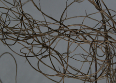 Bryoria trichodes trichodes