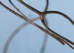 Bryoria trichodes trichodes