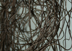 Bryoria trichodes trichodes