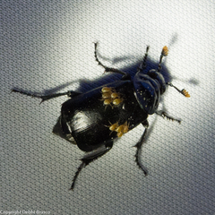 Nicrophorus nigrita