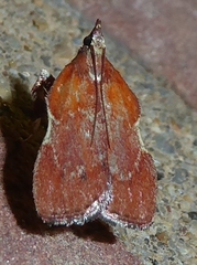 Galasa nigrinodis