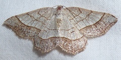 Eumacaria madopata