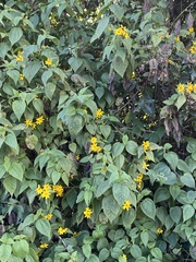 Hymenostephium quitensis