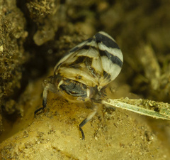 Anoscopus serratulae