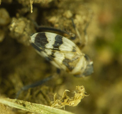Anoscopus serratulae