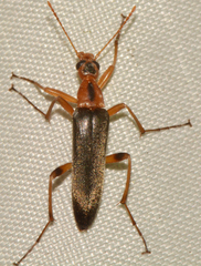 Cephaloon lepturides