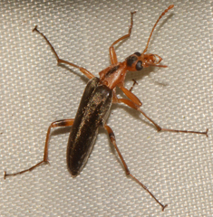 Cephaloon lepturides