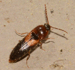 Ampedus areolatus