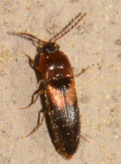 Ampedus areolatus
