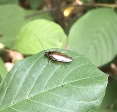 Ectobius lapponicus