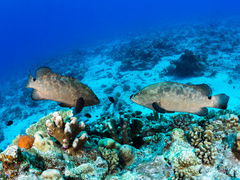 Epinephelus polyphekadion