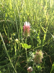 Trifolium incarnatum molinerii