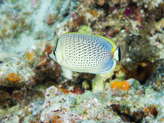 Chaetodon guttatissimus