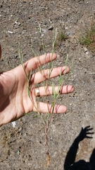 Polygonum californicum