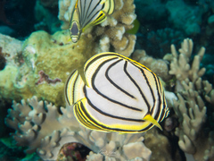 Chaetodon meyeri