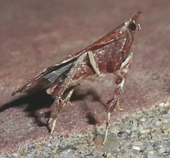 Galasa nigrinodis