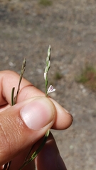 Polygonum californicum
