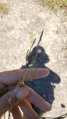 Polygonum californicum