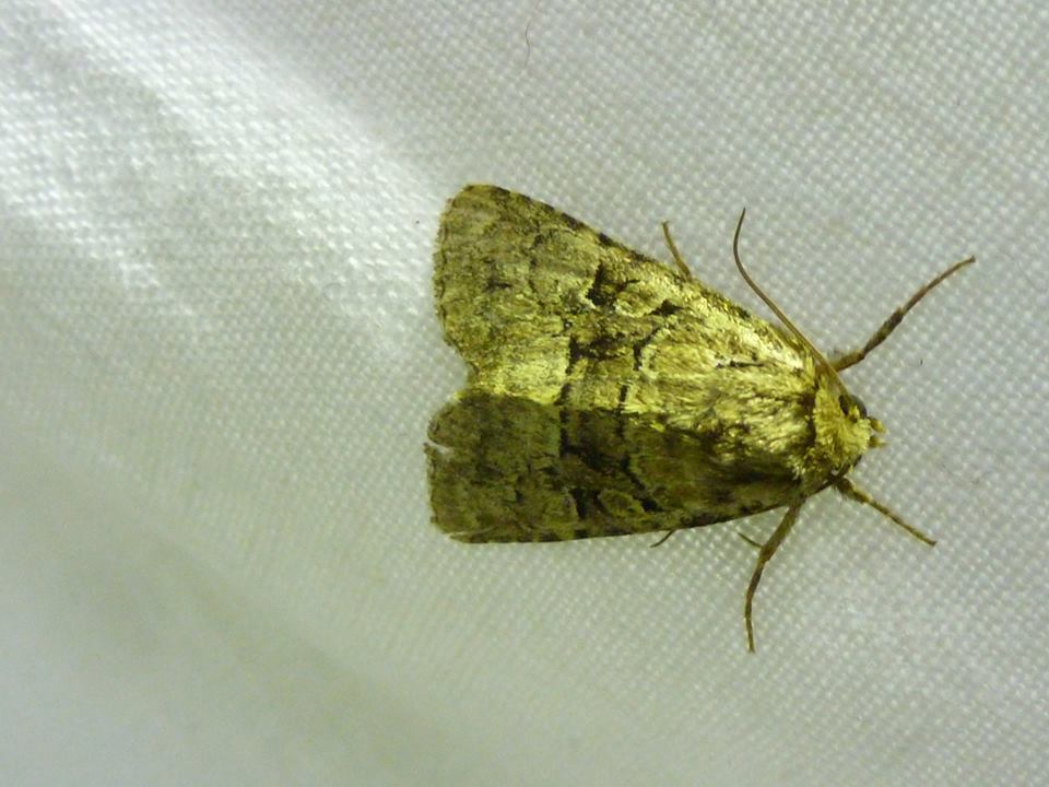 Clemathada