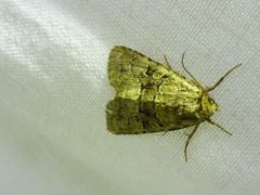 Clemathada calberlai