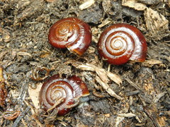 Glyptostoma gabrielense