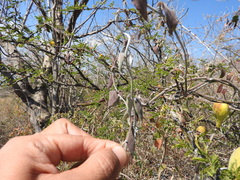 Funastrum pannosum