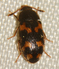 Mycetophagus obsoletus