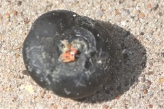 Merremia discoidesperma