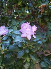 Rhododendron × hybridum