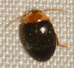 Sacodes thoracica