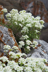 Schivereckia podolica