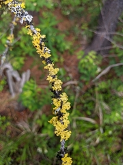 Vulpicida canadensis