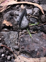 Otostigmus silvestrii