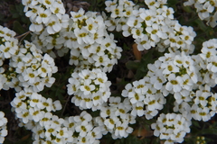 Schivereckia podolica