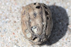 Sacoglottis amazonica