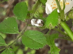 Notocelia rosaecolana