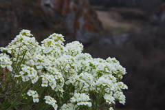 Schivereckia podolica