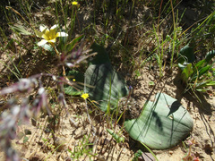 Massonia pseudoechinata
