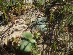 Massonia pseudoechinata