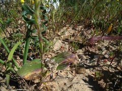 Massonia pseudoechinata