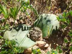 Massonia pseudoechinata