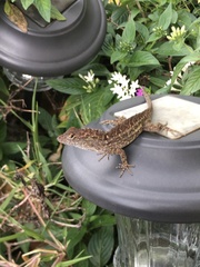 Anolis sagrei