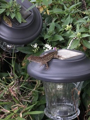 Anolis sagrei