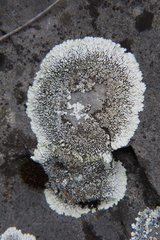 Dimelaena
