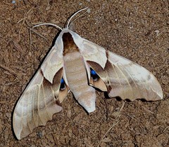 Smerinthus saliceti